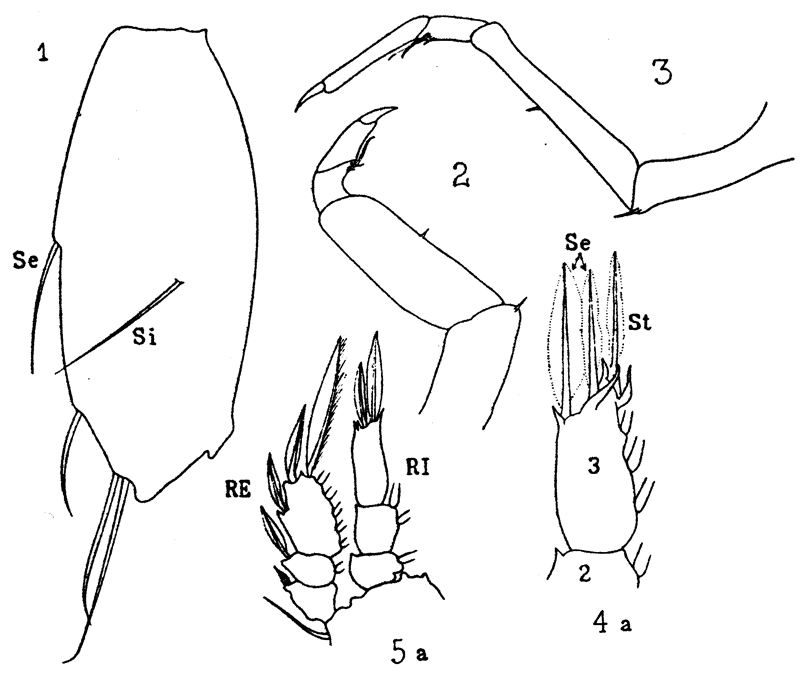 Espèce Sapphirina ovatolanceolata - Planche 11 de figures morphologiques