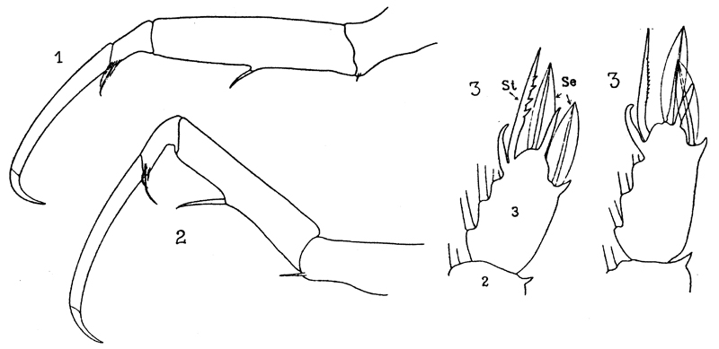 Espce Sapphirina nigromaculata - Planche 14 de figures morphologiques