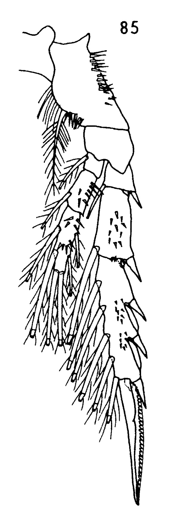 Espce Spinocalanus angusticeps - Planche 4 de figures morphologiques