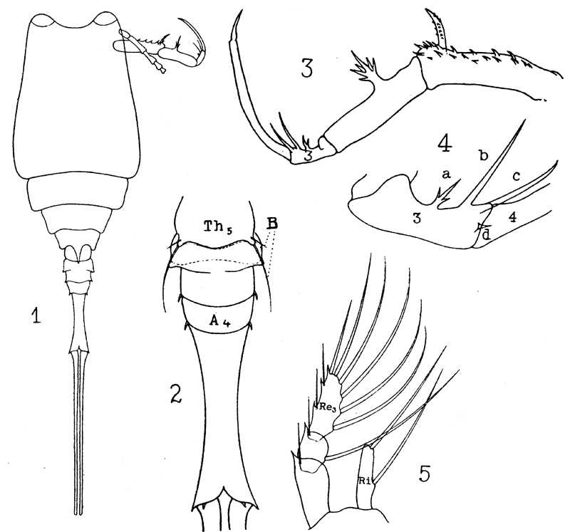 Espèce Copilia mirabilis - Planche 14 de figures morphologiques