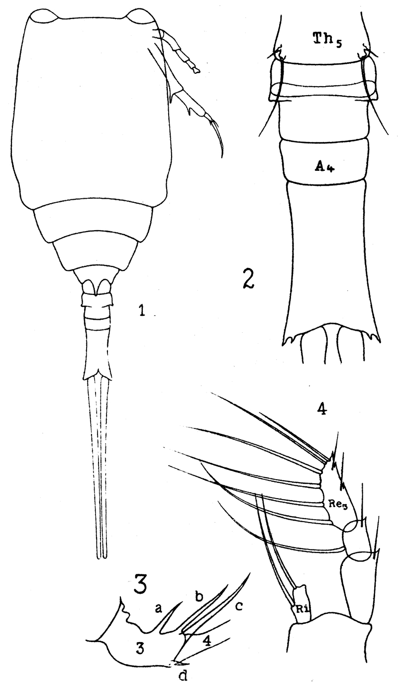 Espèce Copilia mediterranea - Planche 7 de figures morphologiques