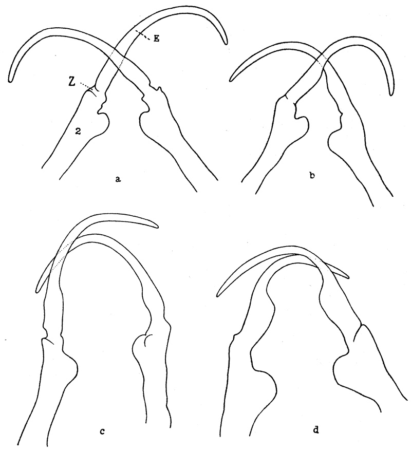 Espèce Copilia mirabilis - Planche 17 de figures morphologiques