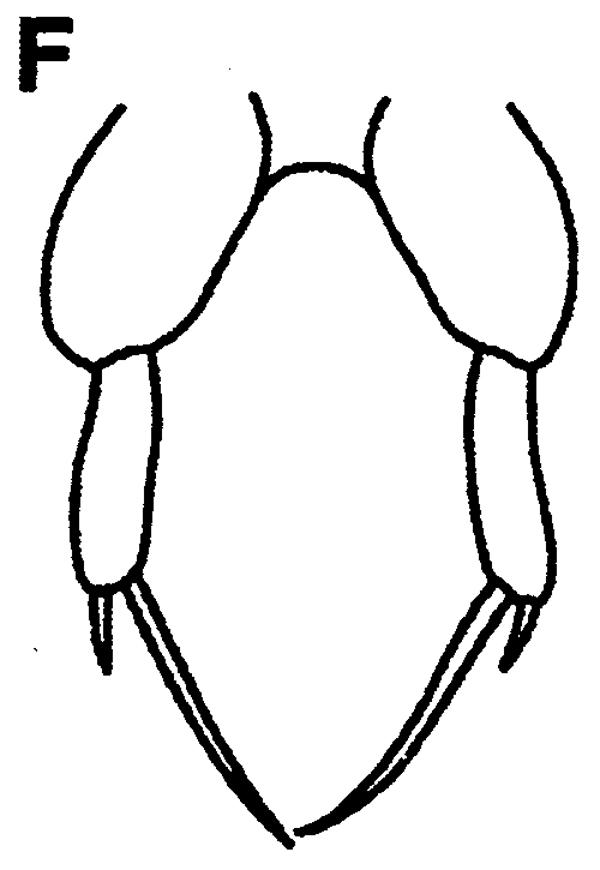 Species Paracalanus intermedius - Plate 5 of morphological figures
