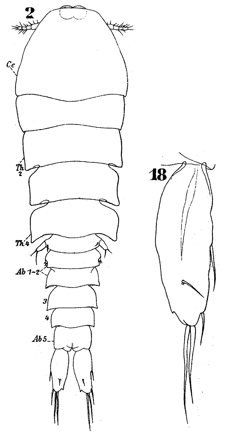 Species Sapphirina iris - Plate 7 of morphological figures