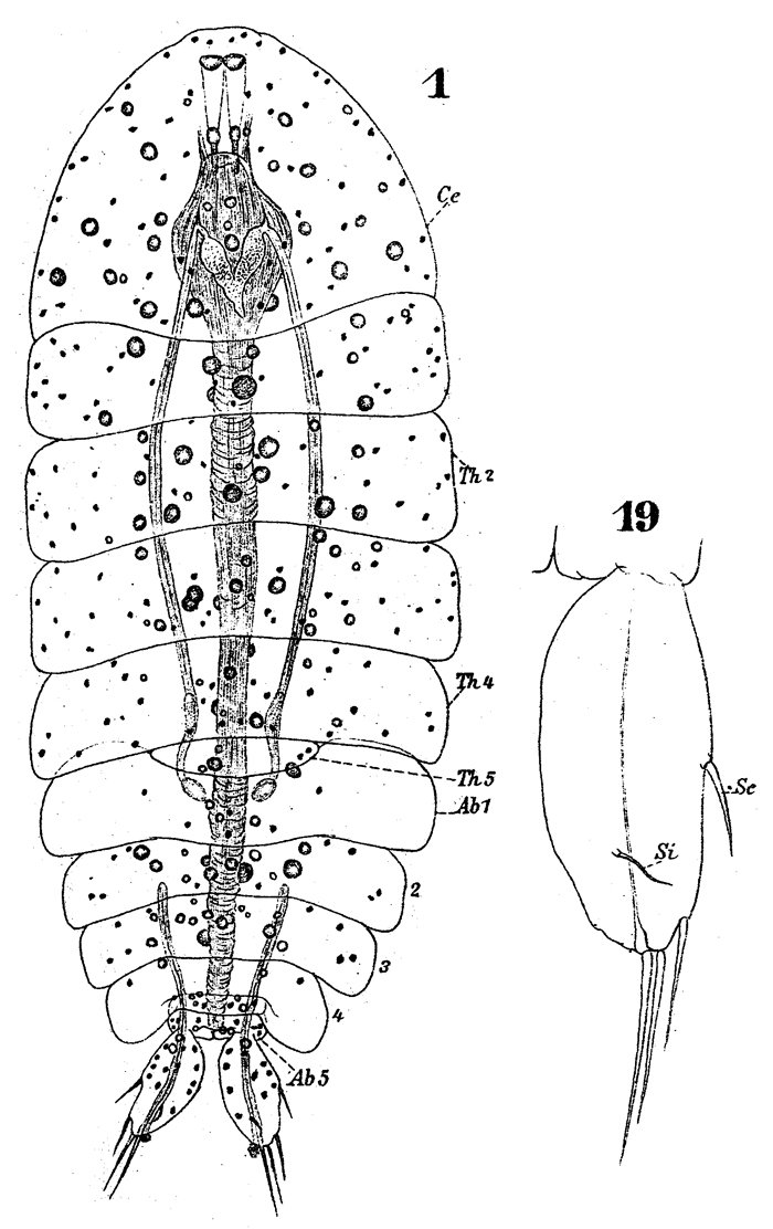 Species Sapphirina iris - Plate 9 of morphological figures