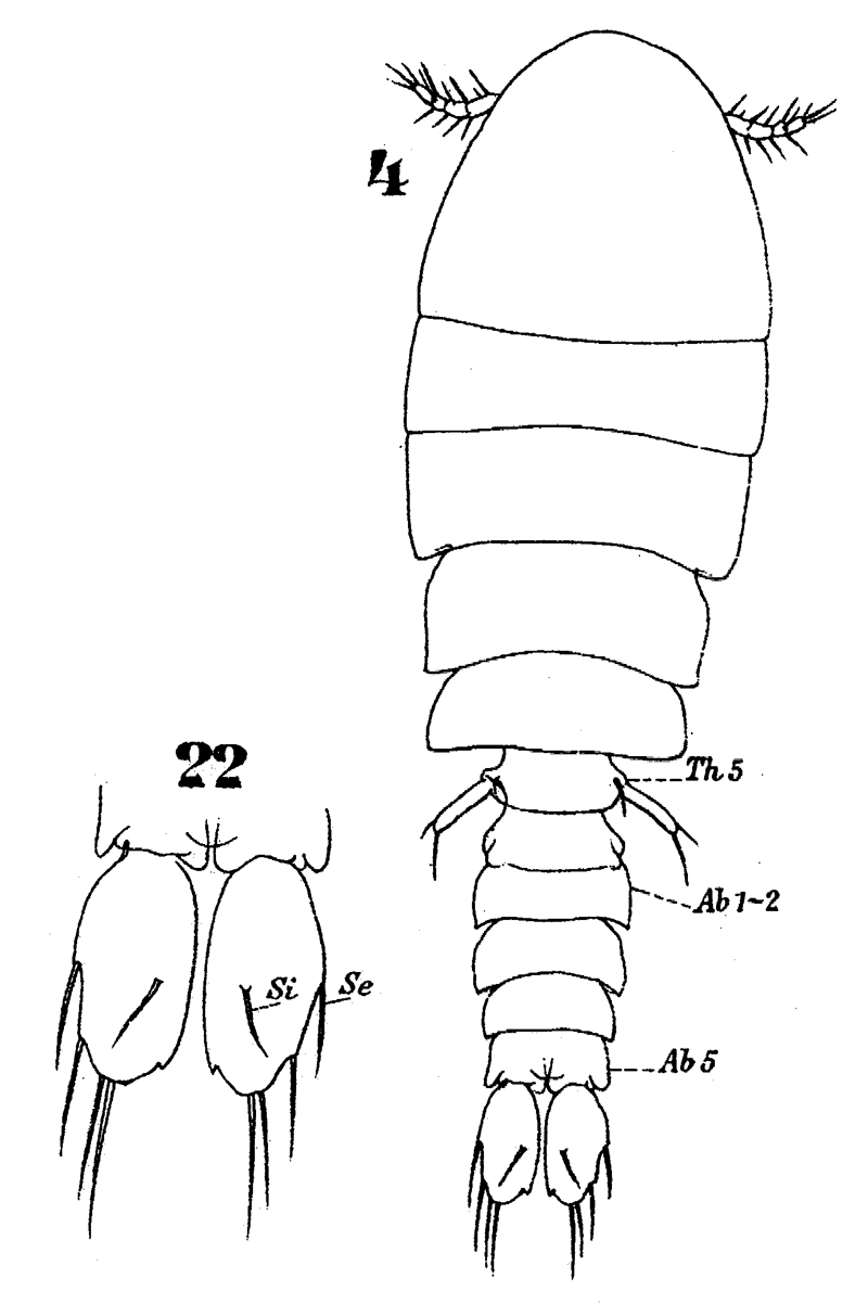 Espèce Sapphirina gemma - Planche 8 de figures morphologiques