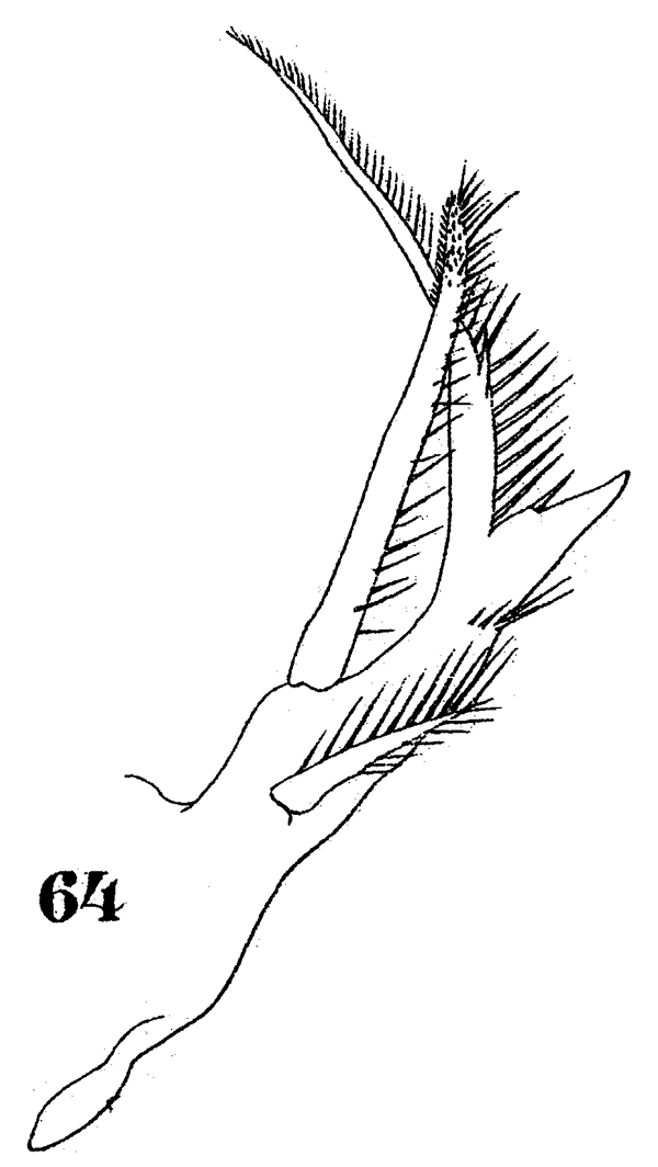Espèce Sapphirina gemma - Planche 9 de figures morphologiques