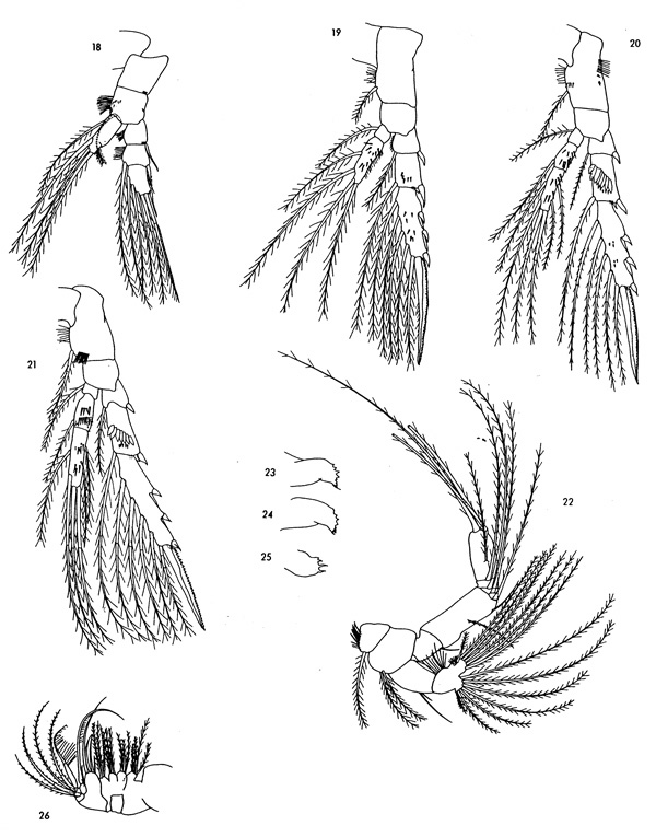 Espce Spinocalanus longicornis - Planche 4 de figures morphologiques
