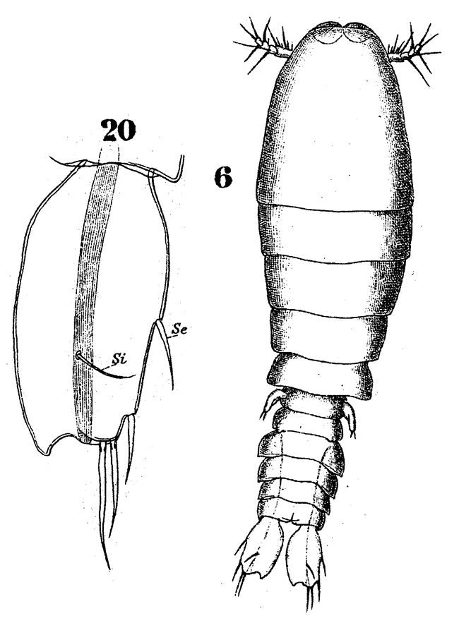 Species Sapphirina angusta - Plate 14 of morphological figures