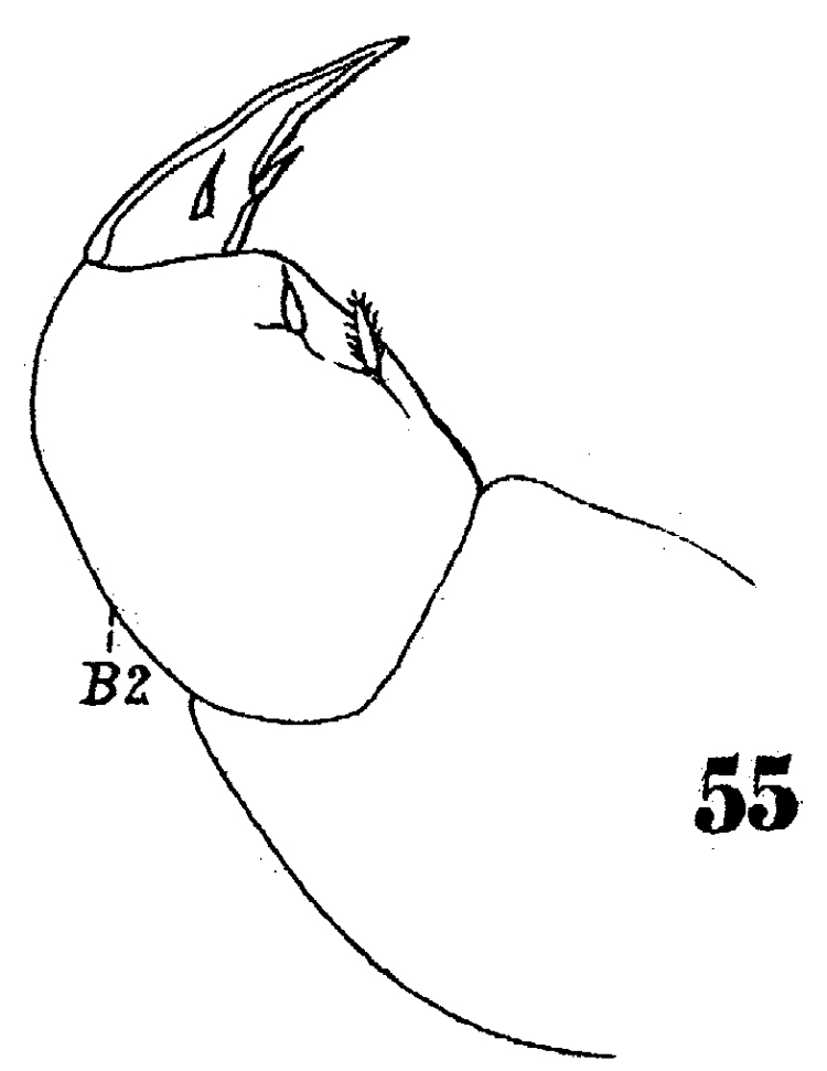 Espce Sapphirina angusta - Planche 15 de figures morphologiques