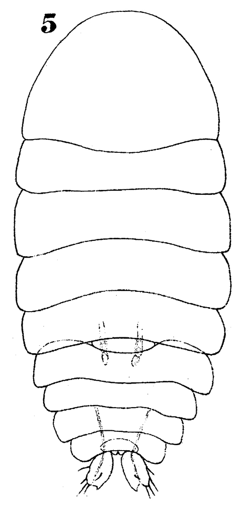 Espce Sapphirina angusta - Planche 17 de figures morphologiques