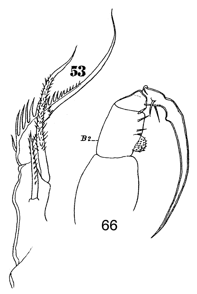 Species Sapphirina angusta - Plate 18 of morphological figures