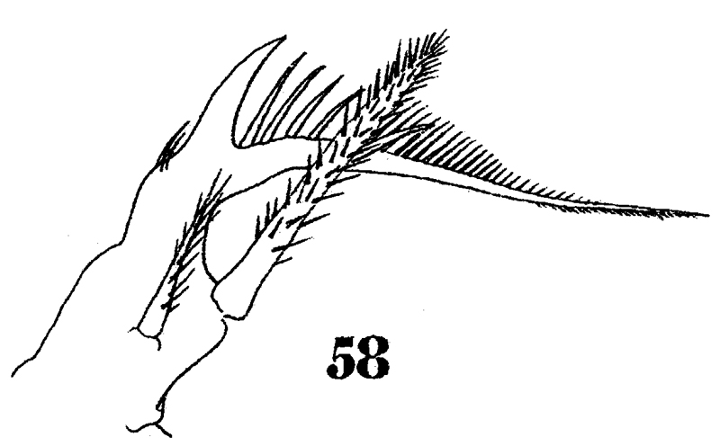 Species Sapphirina angusta - Plate 16 of morphological figures