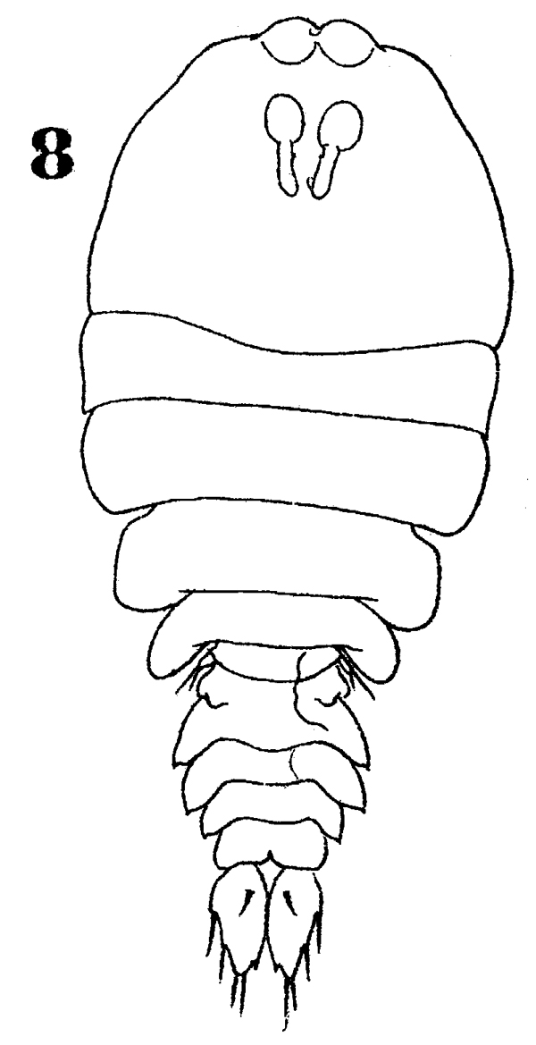 Espce Sapphirina stellata - Planche 7 de figures morphologiques