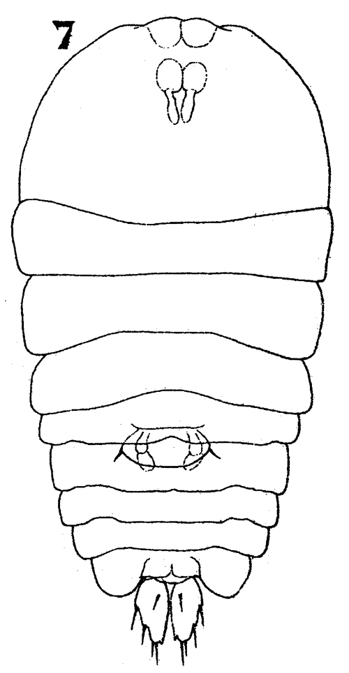Espce Sapphirina stellata - Planche 9 de figures morphologiques