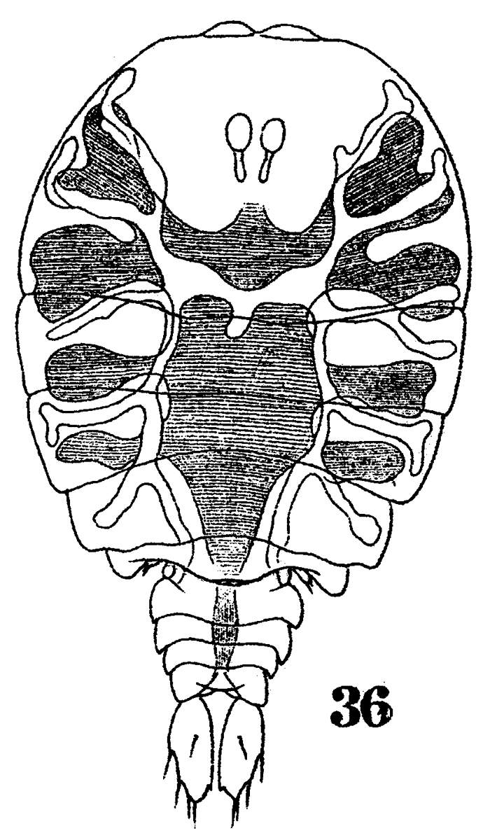 Species Sapphirina intestinata - Plate 7 of morphological figures