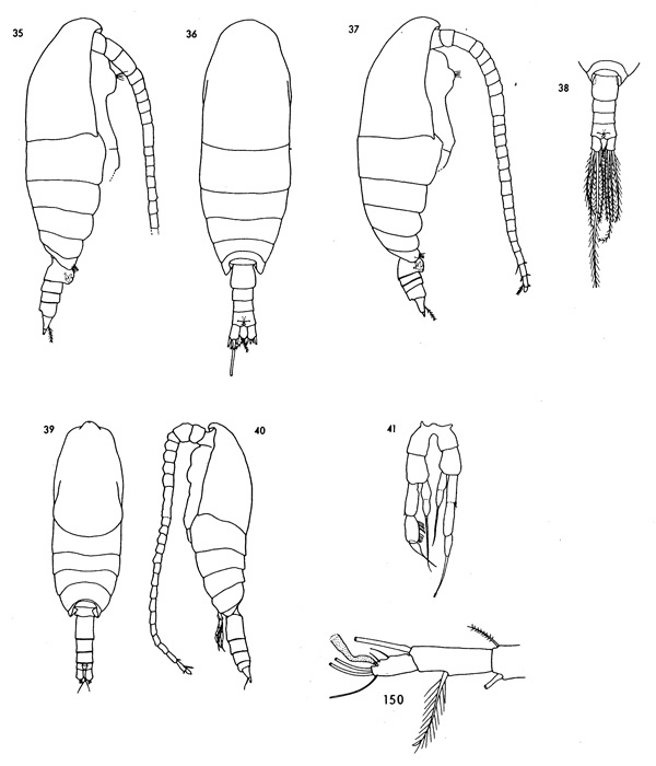Species Spinocalanus magnus - Plate 3 of morphological figures