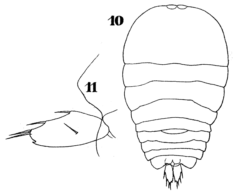 Species Sapphirina intestinata - Plate 8 of morphological figures