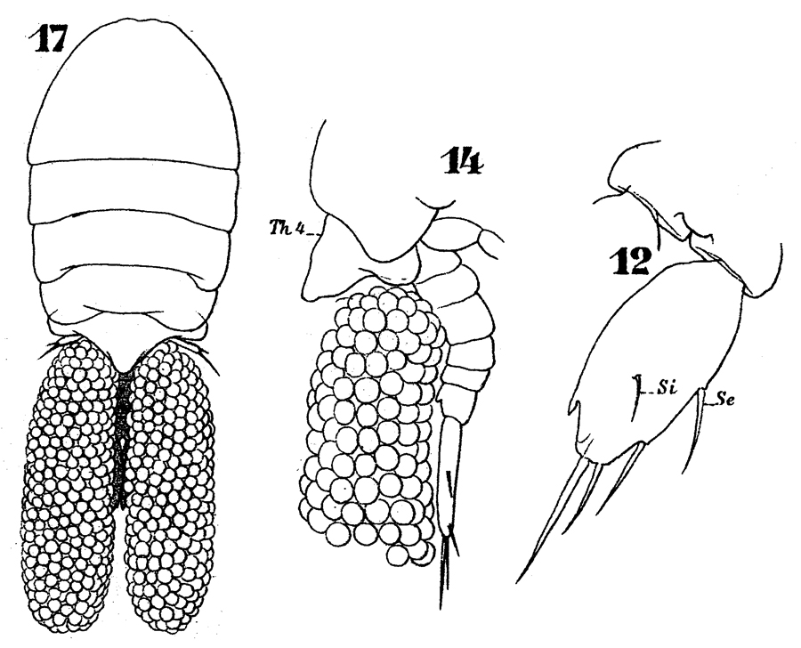 Species Sapphirina pyrosomatis - Plate 3 of morphological figures