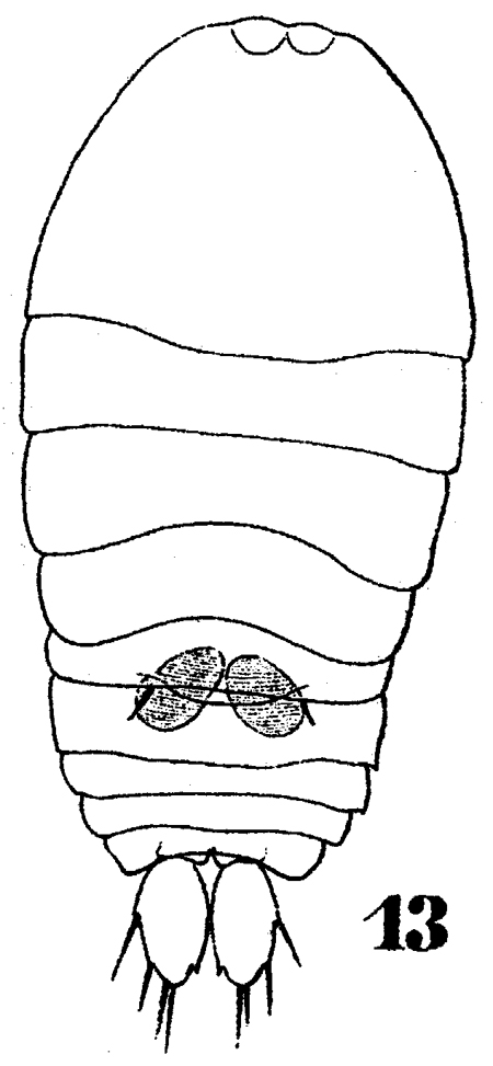 Species Sapphirina pyrosomatis - Plate 6 of morphological figures