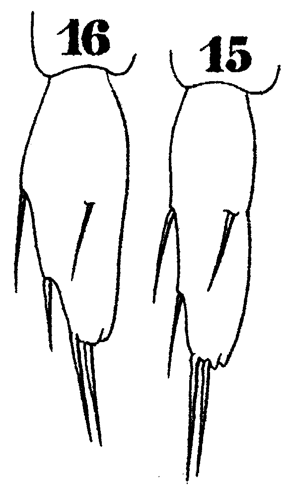 Espèce Sapphirina lactens - Planche 5 de figures morphologiques