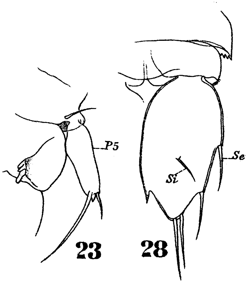 Espce Sapphirina vorax - Planche 3 de figures morphologiques