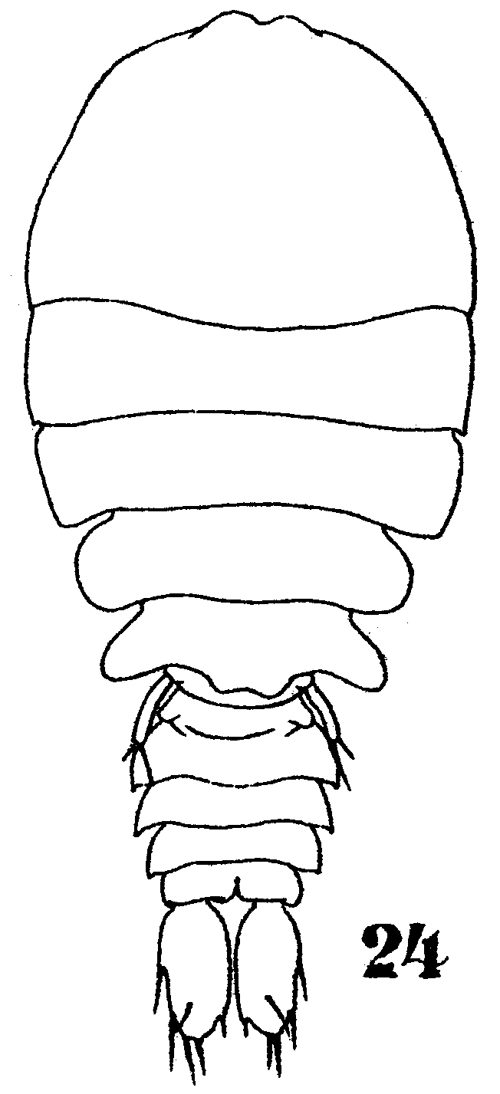 Species Sapphirina gastrica - Plate 8 of morphological figures