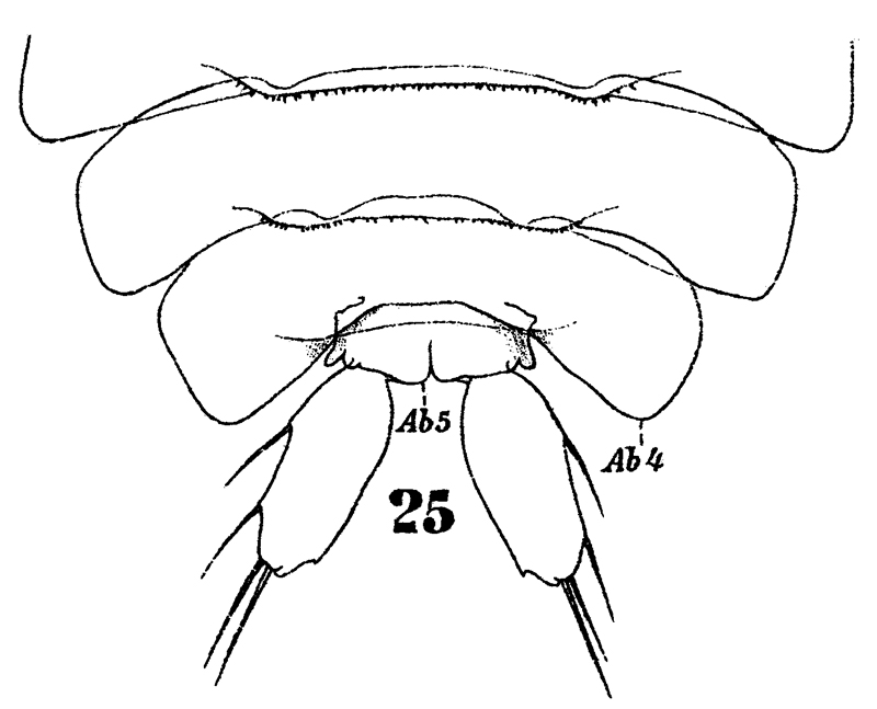 Espèce Sapphirina ovatolanceolata - Planche 19 de figures morphologiques