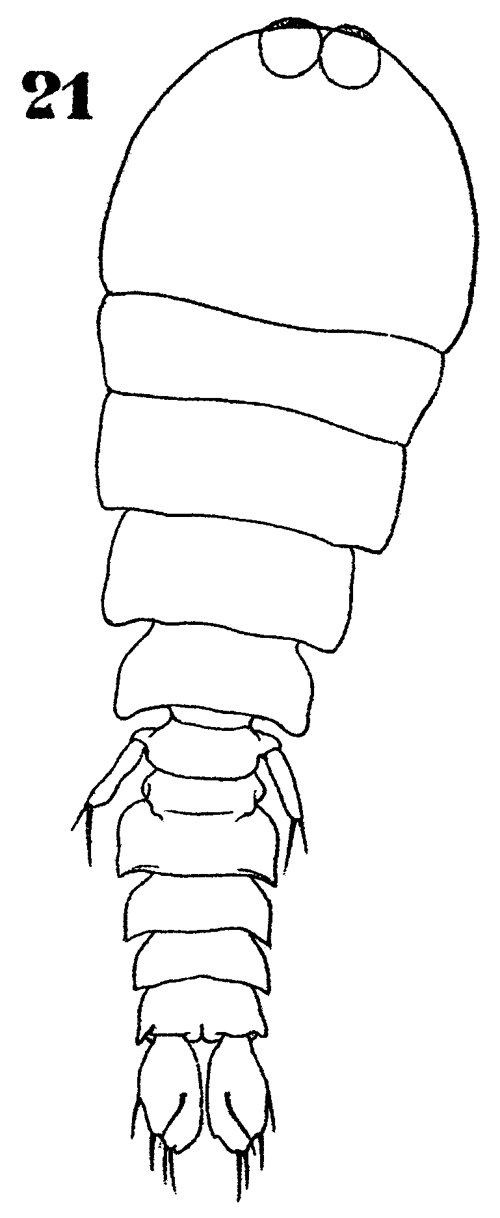 Espce Sapphirina ovatolanceolata - Planche 14 de figures morphologiques