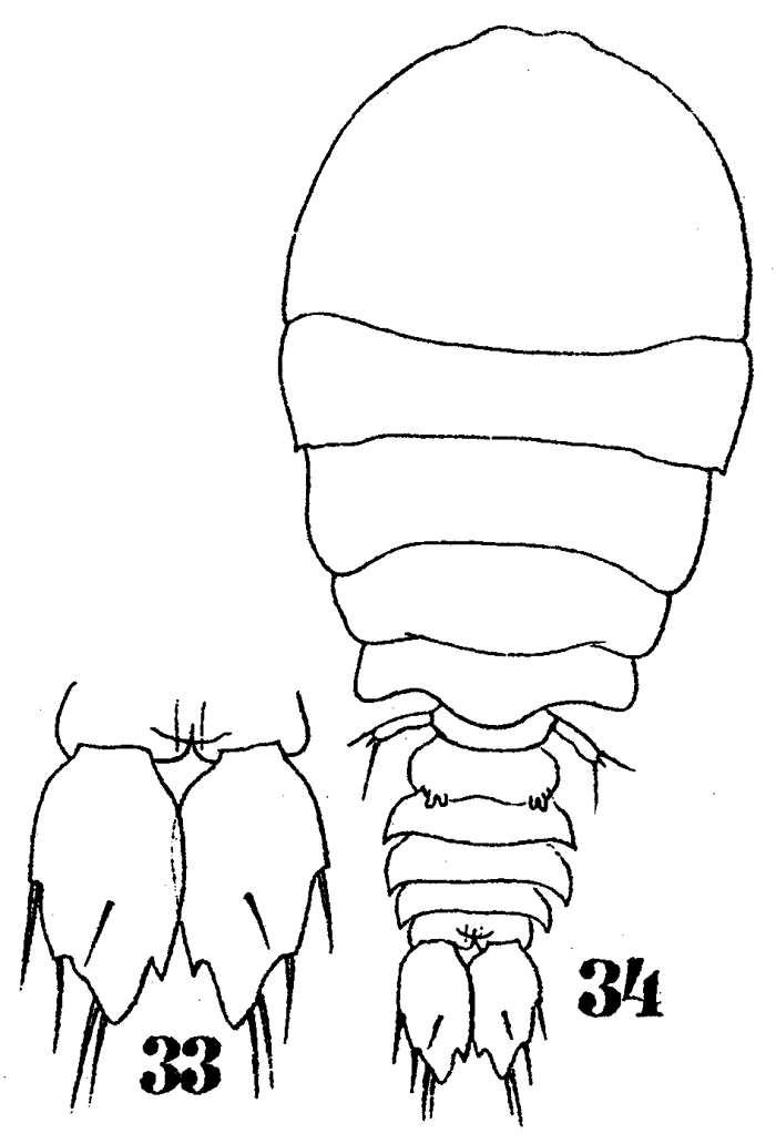 Species Sapphirina sinuicauda - Plate 7 of morphological figures