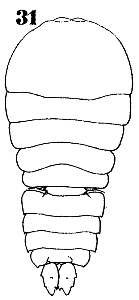 Species Sapphirina sinuicauda - Plate 11 of morphological figures