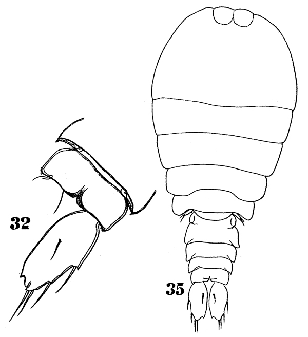 Species Sapphirina nigromaculata - Plate 16 of morphological figures