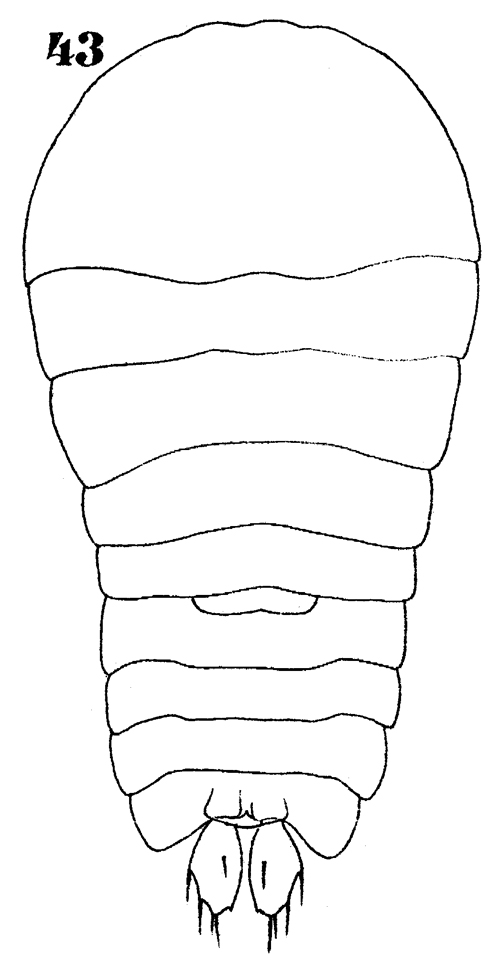 Espce Sapphirina nigromaculata - Planche 21 de figures morphologiques