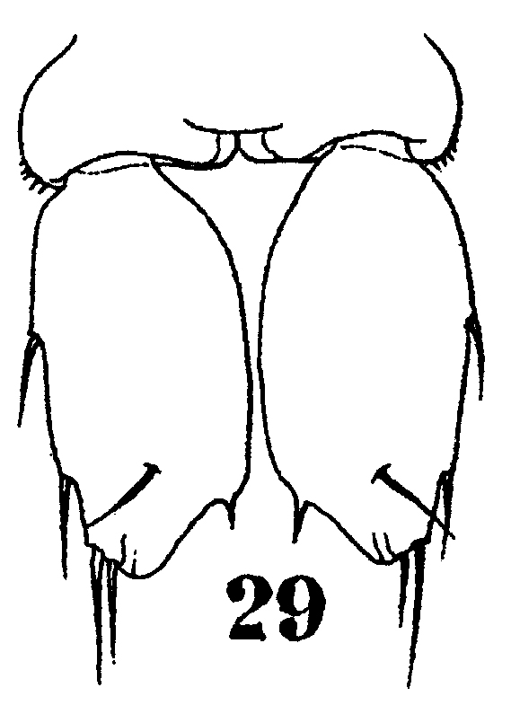 Species Sapphirina gastrica - Plate 9 of morphological figures