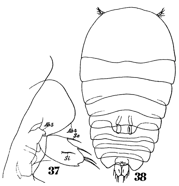 Espèce Sapphirina maculosa - Planche 4 de figures morphologiques
