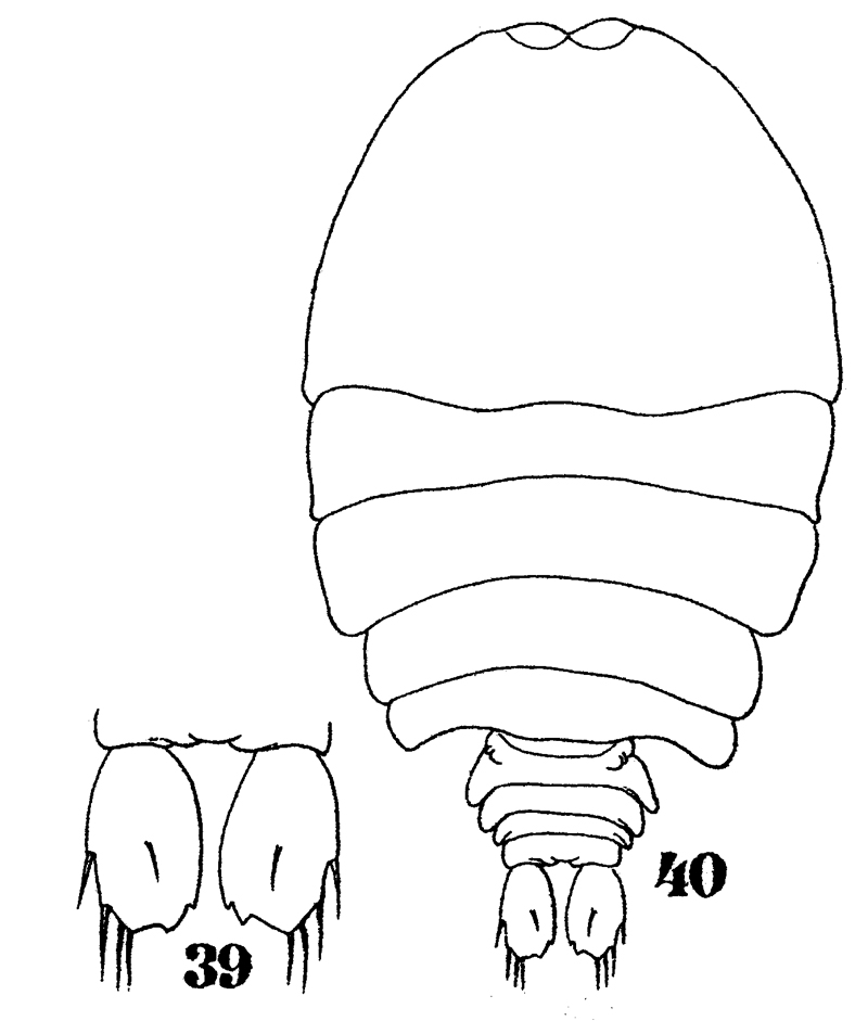 Espèce Sapphirina bicuspidata - Planche 5 de figures morphologiques