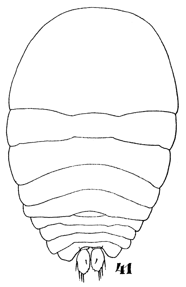 Espèce Sapphirina bicuspidata - Planche 6 de figures morphologiques