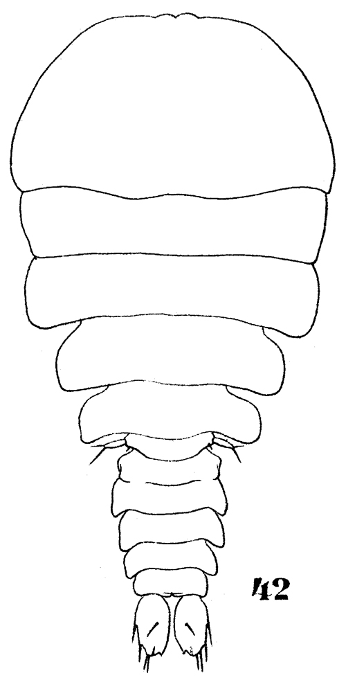 Espèce Sapphirina scarlata - Planche 8 de figures morphologiques