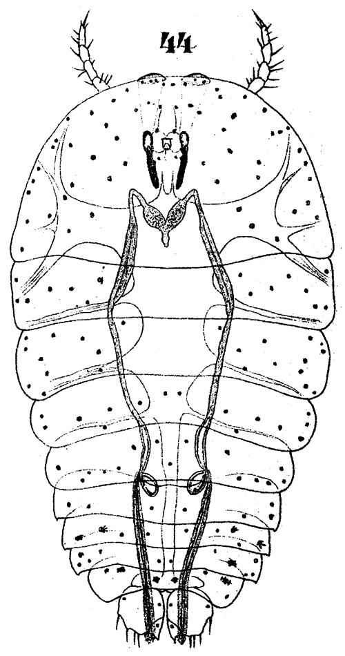 Species Sapphirina opalina - Plate 19 of morphological figures