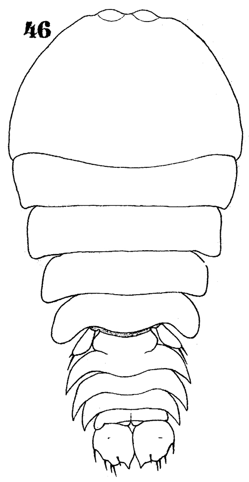 Species Sapphirina opalina - Plate 12 of morphological figures