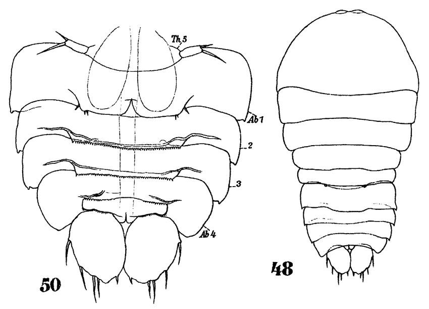 Species Sapphirina auronitens - Plate 10 of morphological figures