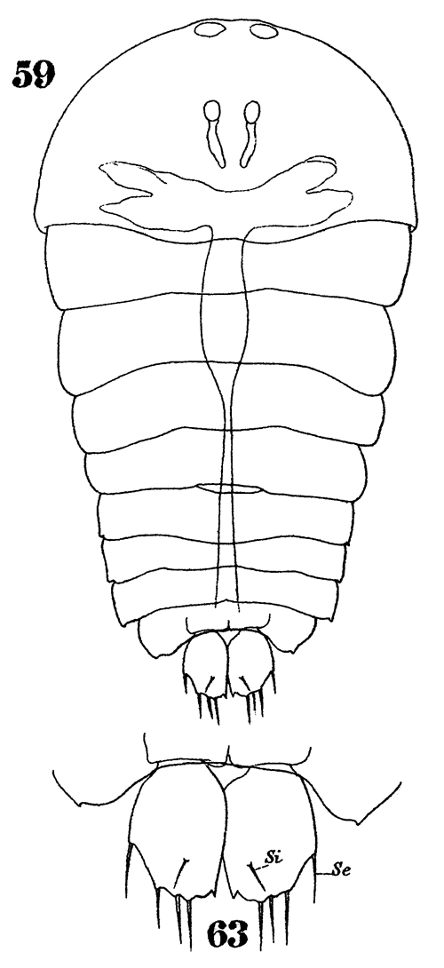 Species Sapphirina darwini - Plate 9 of morphological figures