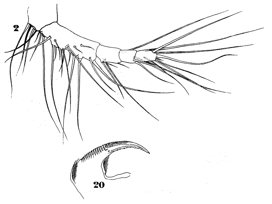 Espèce Sapphirina ovatolanceolata - Planche 15 de figures morphologiques