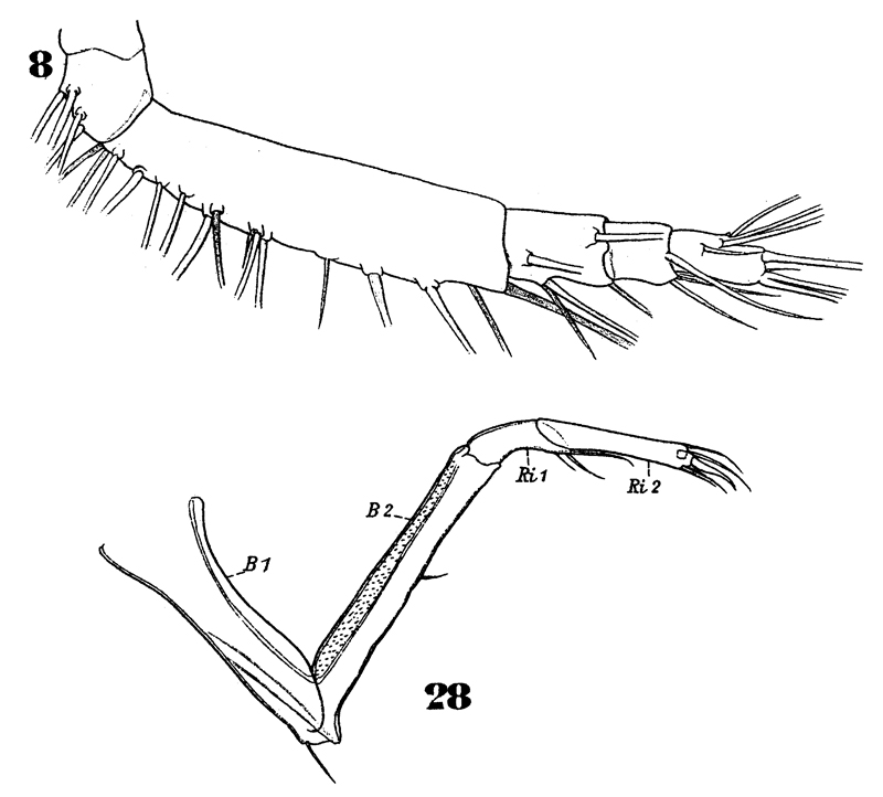 Espèce Sapphirina ovatolanceolata - Planche 21 de figures morphologiques
