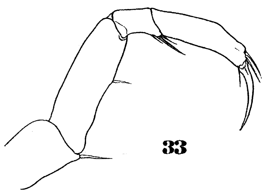 Espce Sapphirina darwini - Planche 10 de figures morphologiques