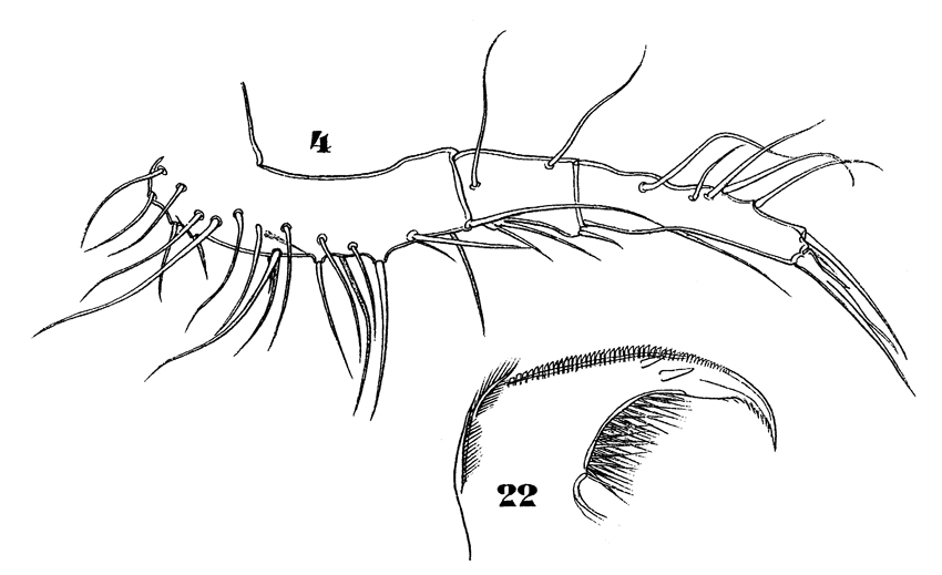 Espce Sapphirina opalina - Planche 14 de figures morphologiques