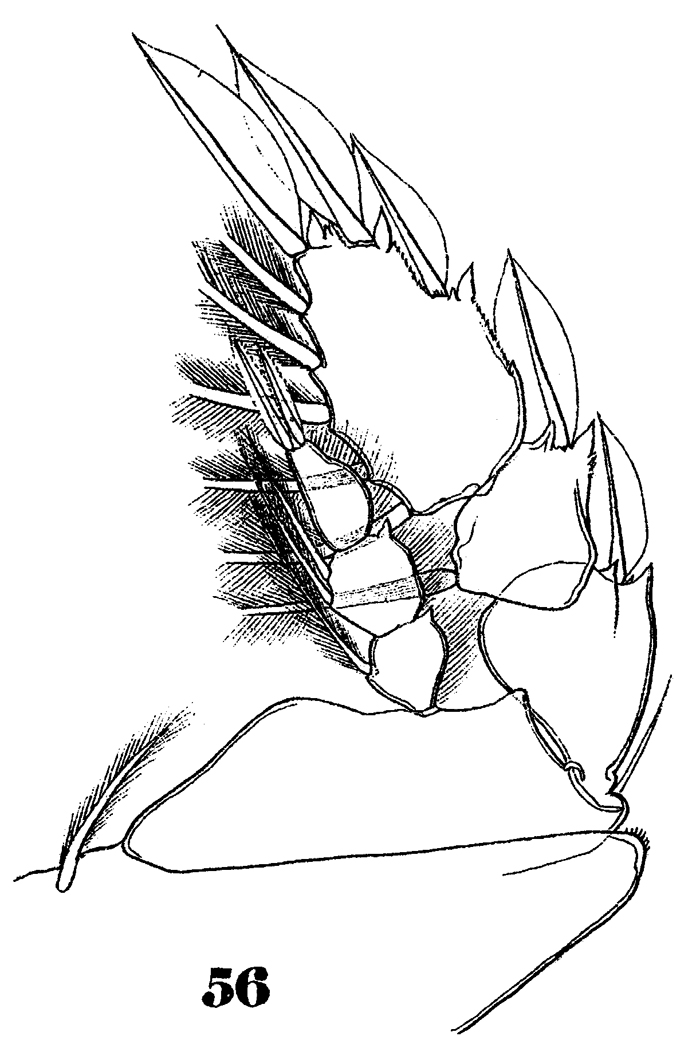 Species Sapphirina opalina - Plate 16 of morphological figures