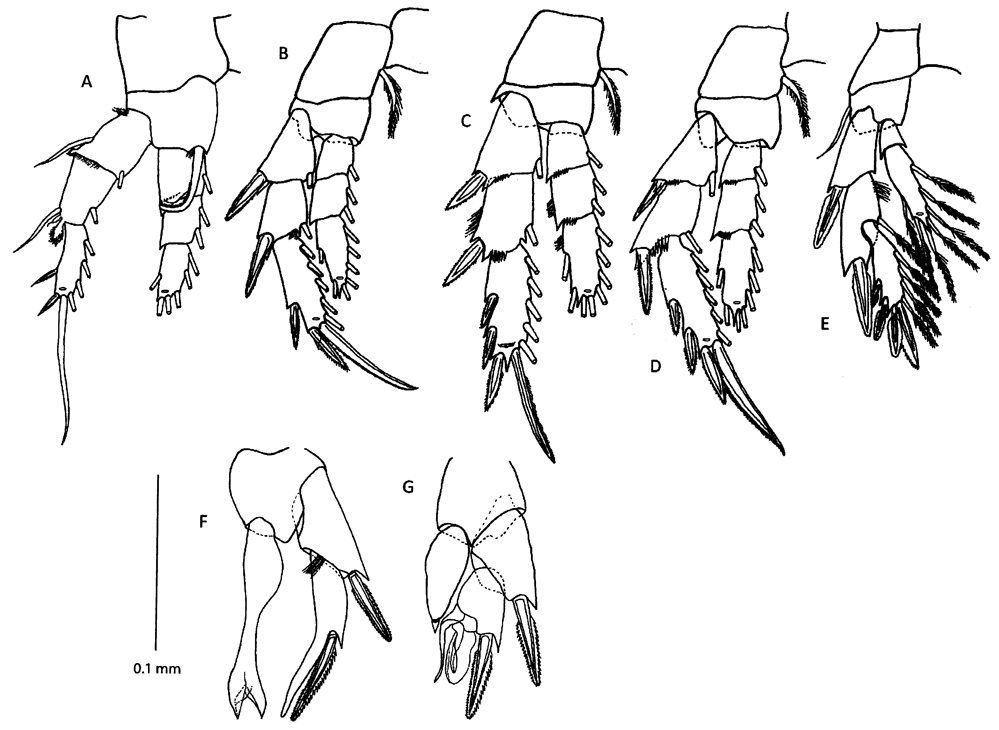 Espce Ridgewayia tortuga - Planche 3 de figures morphologiques