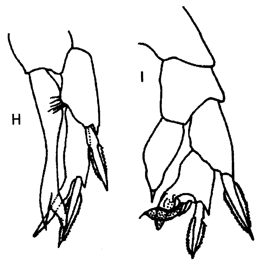 Species Ridgewayia sp. - Plate 2 of morphological figures