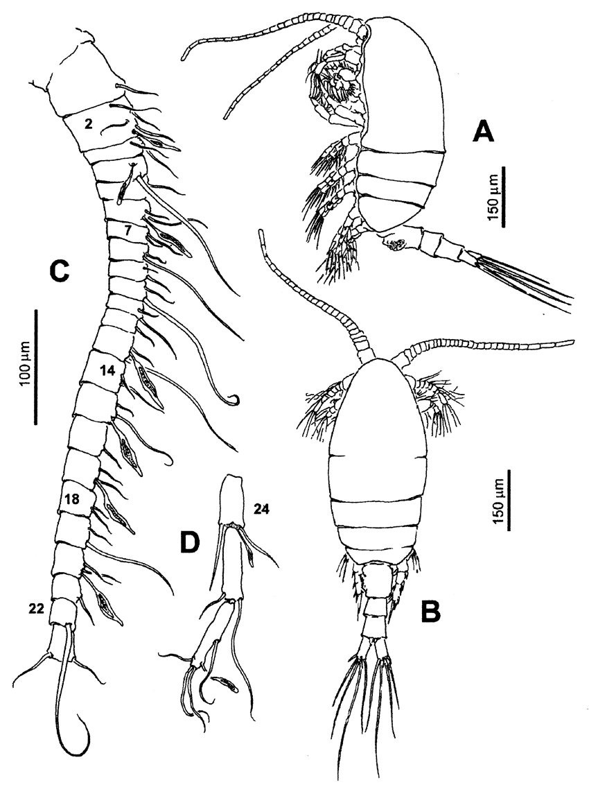 Espèce Hondurella verrucosa - Planche 1 de figures morphologiques